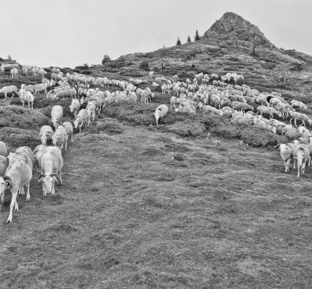 producteur de viande d'agneaux à Sepx en Haute-Garonne 31