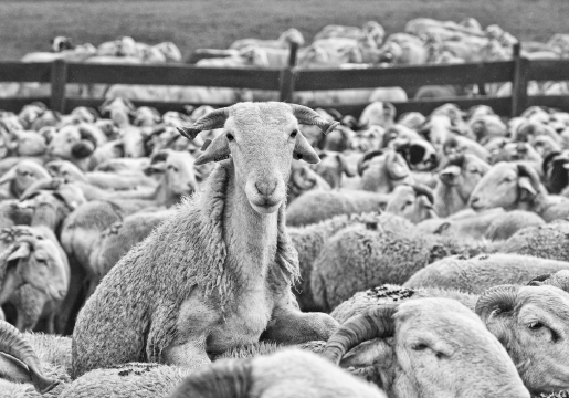 élevage d'agneaux à Sepx en Haute-Garonne 31