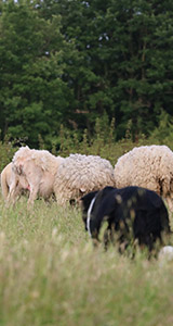chien de troupeau et moutons tarasconnais