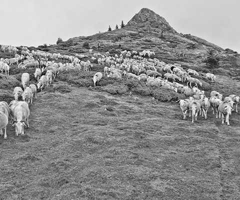 troupeau d'agneau Tarasconnais descendant la montagne
