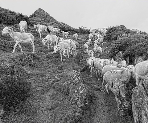 quelques agneaux Tarasconnais marchant das la montagne près de Sepx (31)
