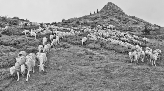Troupeau d'agneaux Tarasconnais descedant la montage près de Sepx (31)