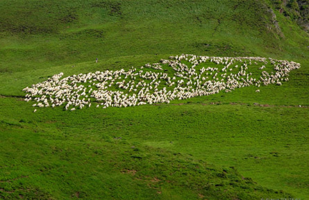 Vue aérienne d'un grand troupeau d'agneaux Tarasconnais en Haute-Garonne (31)